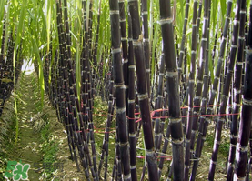 一根甘蔗熱量大概多少？吃一根甘蔗會胖嗎？