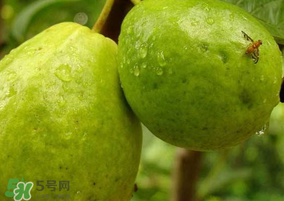 一斤青棗的熱量是多少？吃一斤青棗會(huì)胖嗎？