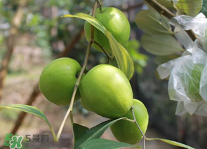 一斤青棗的熱量是多少？吃一斤青棗會(huì)胖嗎？