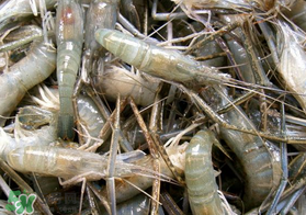 青蝦變黑了還能吃嗎？青蝦為什么變黑？