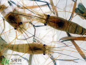 青蝦變黑了還能吃嗎？青蝦為什么變黑？