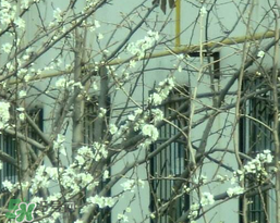 春天為什么會突然降溫？春天為什么會突然變冷？