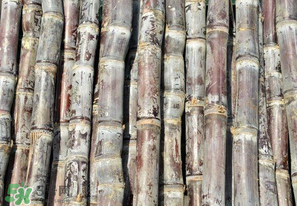 甘蔗有點(diǎn)酸味還能吃嗎？甘蔗吃起來為什有酸味？