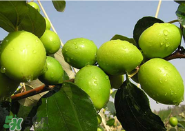 青棗有點苦是不是農(nóng)藥？青棗上的農(nóng)藥怎樣洗干凈？