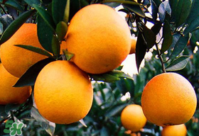 橙子有點爛了還能吃嗎？橙子有一點爛了還能吃嗎？