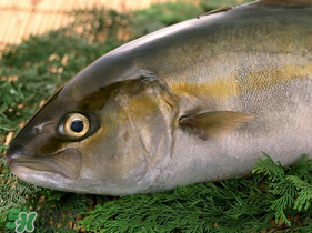 魚有禽流感嗎？吃魚會得禽流感嗎？