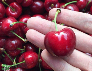 車厘子有點爛能吃嗎？有點爛的車厘子能吃嗎？