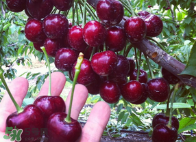 車厘子有點爛能吃嗎？有點爛的車厘子能吃嗎？