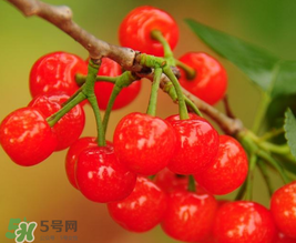 櫻桃多少錢一斤？櫻桃多少錢一斤2017？