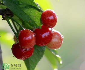 櫻桃多少錢一斤？櫻桃多少錢一斤2017？