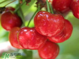 櫻桃有點苦怎么回事？櫻桃有點苦可以吃嗎？