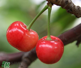 櫻桃有點苦怎么回事？櫻桃有點苦可以吃嗎？