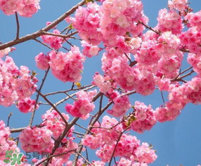 2017年武大櫻花什么時候開？2017年武大櫻花最佳觀賞時間