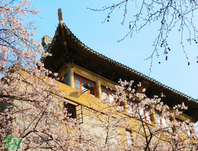 2017年武大櫻花怎么預(yù)約？2017年武大櫻花預(yù)約網(wǎng)址