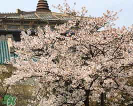 2017武大櫻花要門票嗎？2017武大櫻花門票多少錢？