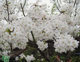 2017武大櫻花要門票嗎？2017武大櫻花門票多少錢？