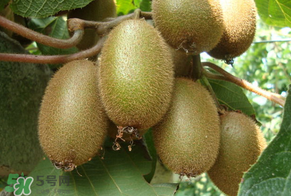 獼猴桃里面的黃芯可以吃嗎？獼猴桃里面變黃了能吃嗎？