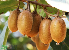 獼猴桃中間白色的能吃嗎？獼猴桃中間的白心可以吃嗎？