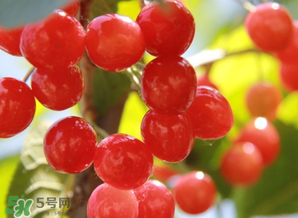 櫻桃批發(fā)價多少錢一斤？2017櫻桃批發(fā)價多少？