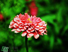 3月份開什么花？3月份開的花有哪些？