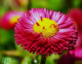 3月份開什么花？3月份開的花有哪些？