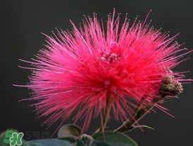 3月份開什么花？3月份開的花有哪些？