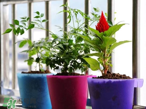 3月份適合種什么花？3月份種什么花？