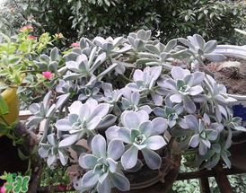 3月份適合種什么花？3月份種什么花？