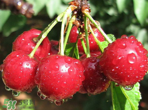 櫻桃發(fā)霉還能吃嗎？櫻桃長霉還能吃嗎？