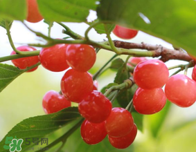 櫻桃發(fā)霉還能吃嗎？櫻桃長霉還能吃嗎？