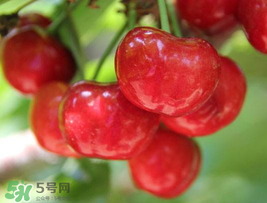 櫻桃為什么這樣紅？櫻桃為什么是紅色？