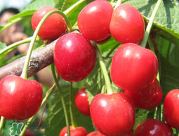 櫻桃為什么有一股藥味？櫻桃有藥味怎么辦？