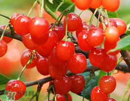 櫻桃一天吃多少合適？櫻桃一天最多吃多少？