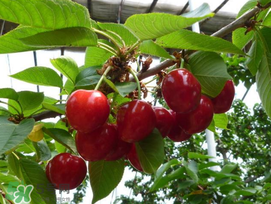 櫻桃裂開還能吃嗎？櫻桃底部開裂能吃嗎？