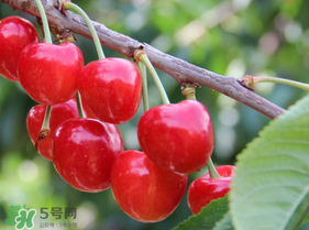 櫻桃裂開還能吃嗎？櫻桃底部開裂能吃嗎？