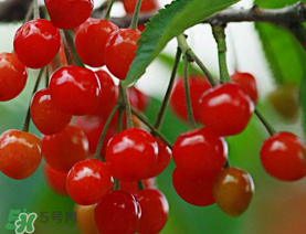 櫻桃裂開還能吃嗎？櫻桃底部開裂能吃嗎？