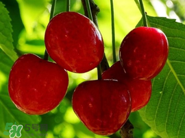 櫻桃為什么有蟲？櫻桃里面有蟲能吃嗎？