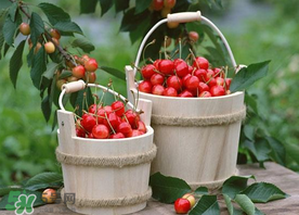 櫻桃為什么有蟲？櫻桃里面有蟲能吃嗎？