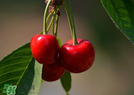 櫻桃為什么有蟲？櫻桃里面有蟲能吃嗎？