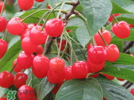 櫻桃什么時候成熟？櫻桃什么時候上市？