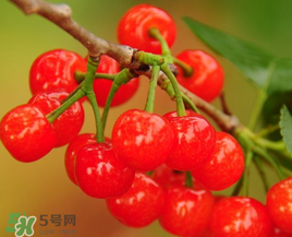 櫻桃什么時候成熟？櫻桃什么時候上市？