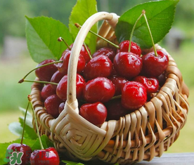 櫻桃什么時候成熟？櫻桃什么時候上市？