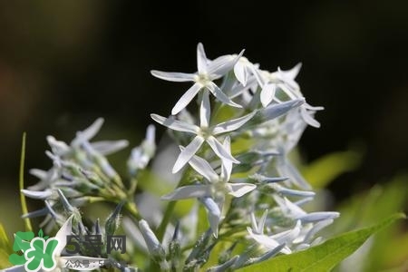 甘草有什么作用？甘草怎么吃？