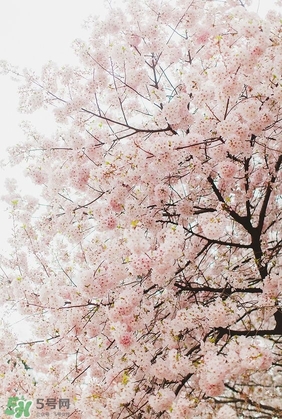 櫻花粉是什么顏色？櫻花粉口紅試色