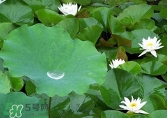 荷葉減肥茶配方 荷葉減肥茶效果 荷葉減肥茶配方 荷葉減肥茶效果