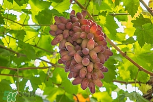 春季養(yǎng)肝水果 春季養(yǎng)肝吃什么水果 春季養(yǎng)肝水果 春季養(yǎng)肝吃什么水果