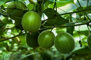 上火吃是什么降火快 春天吃什么降火最快 上火吃是什么降火快 春天吃什么降火最快