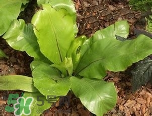 負卡路里的食物有哪些？負卡路里食物真的吃不胖嗎？