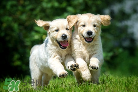 禽流感可以養(yǎng)狗嗎？禽流感期間能養(yǎng)狗嗎？