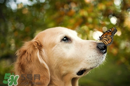 禽流感可以養(yǎng)狗嗎？禽流感期間能養(yǎng)狗嗎？